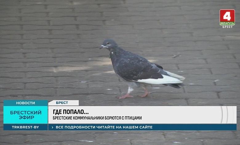 В Бресте продолжается борьба с птицами