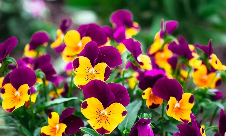 Конкурс "Цветущий город" объявлен в Лунинце