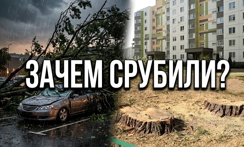 А все просто! В Бресте срубили деревья в микрорайоне Южный 