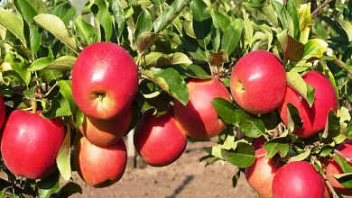В Брестской области ежегодно закладывается около 200 га новых яблоневых садов