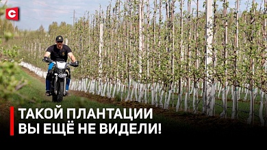 Как вырастить идеальные яблоки | Сельское хозяйство онлайн | Бизнес по-белорусски!