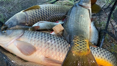 Могут быть десятки килограмм! Какие нормы вылова рыбы в Беларуси для любителей
