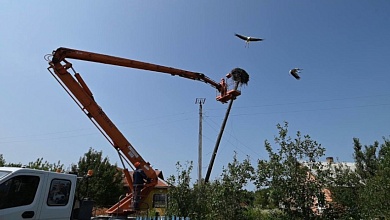 Энергетики Брестской области после бури установили специальные конструкции для лишившихся гнезд аистов
