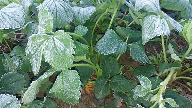 Заморозки и сильный ветер! Оранжевый уровень опасности объявлен в Беларуси на Радуницу