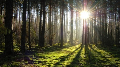 Какие права и обязанности есть у граждан при посещении леса? Рассказали специалисты 