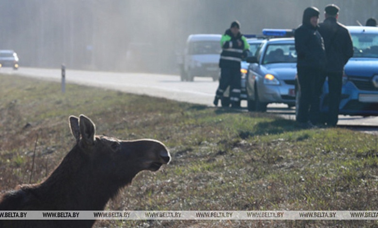В Беларуси произошло более 3,3 тыс. ДТП с участием диких животных 