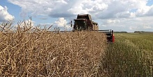 Половина сельхозпредприятий Лунинецкого района убирает озимый рапс