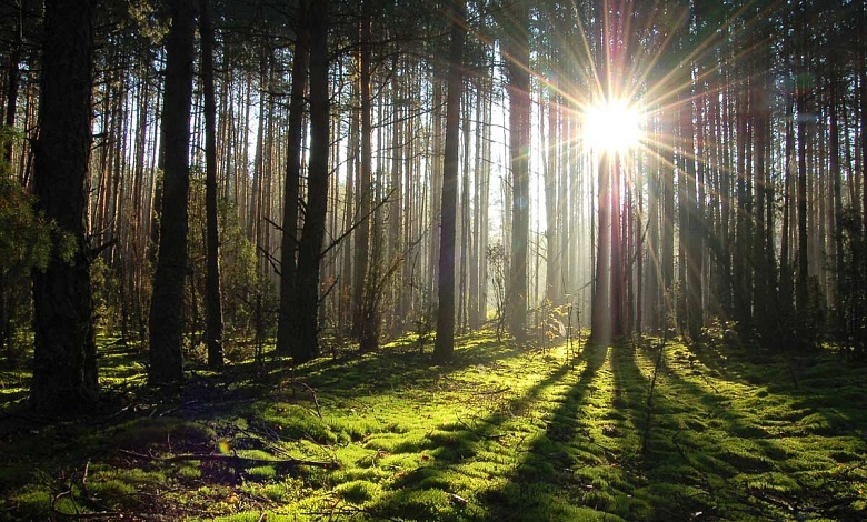 21 верасня — Дзень работнікаў лесу!