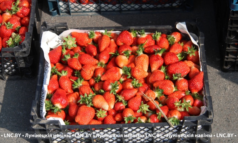 Бизнес на клубнике: хорошо заработать или понести убытки  