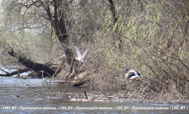 Из-за ветра объявлен оранжевый уровень в Беларуси 6 апреля 