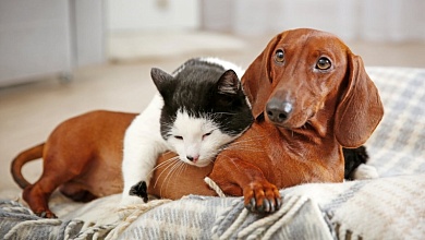 Домашних животных можно зарегистрировать через службу «Одно окно» в Брестской области