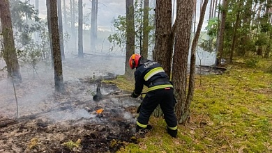 Лес горел в Барановичском районе