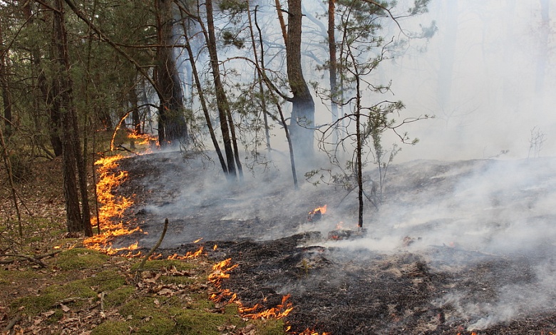 Обстановка с возгораниями: за сутки устранены 16 лесных и 88 травяных пожаров