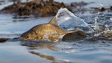 Километры сетей и уголовные дела | Полесье: Подвели итоги СКМ "Нерест" 
