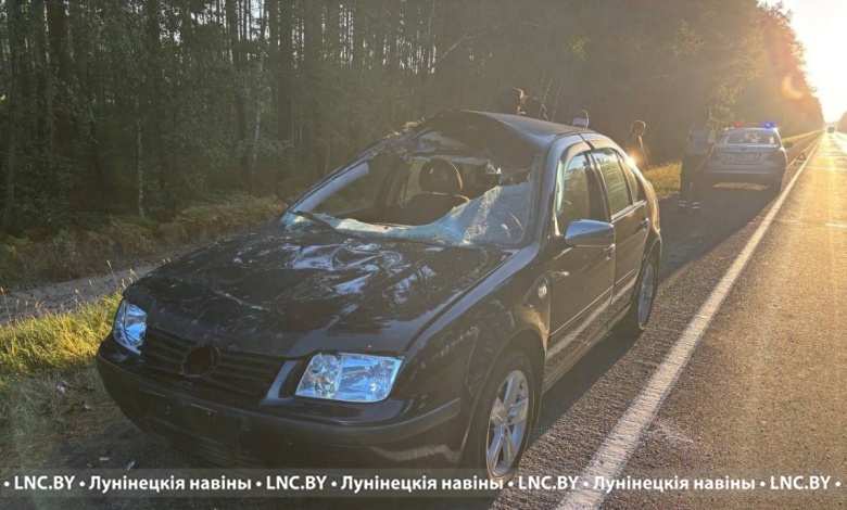 Автомобиль сбил лося в Лунинецком районе