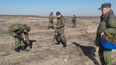Лунинецкие военнослужащие помогли с посадкой леса в Микашевичах