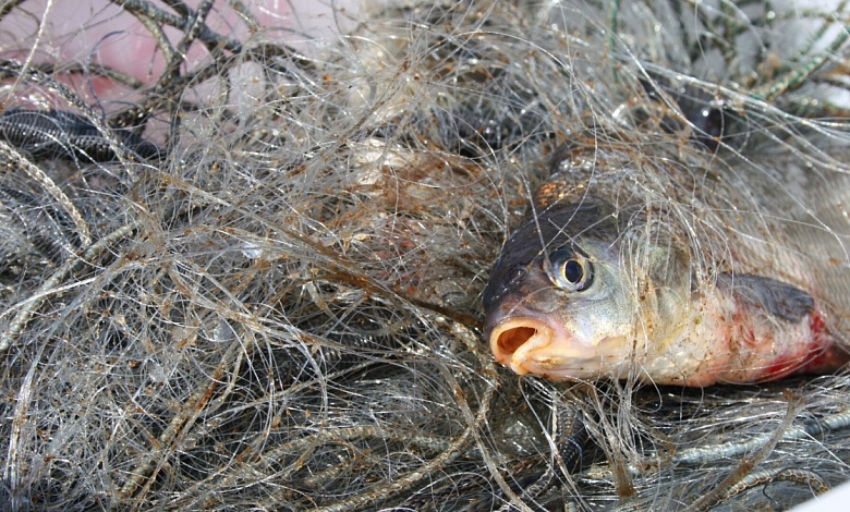 Наловил рыбы на 2,5 тысячи рублей и уголовное дело житель Лунинецкого района 