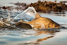 В Беларуси вводится запрет на вылов всех видов рыбы 