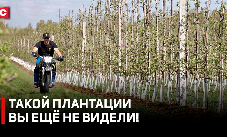 Как вырастить идеальные яблоки | Сельское хозяйство онлайн | Бизнес по-белорусски!