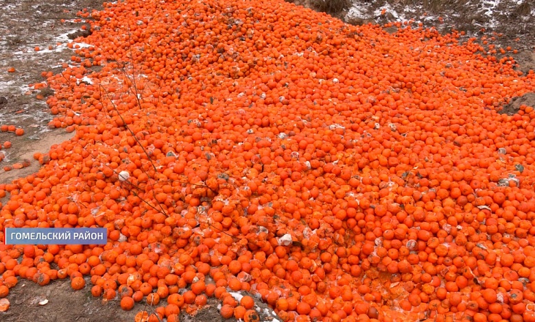 Нашли кто выбросил тонну мандаринов — он получит тонну штрафов! 