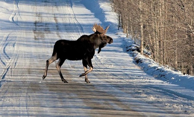 Много диких животных! Будьте осторожны в Лунинецком и Ганцевичском районах 