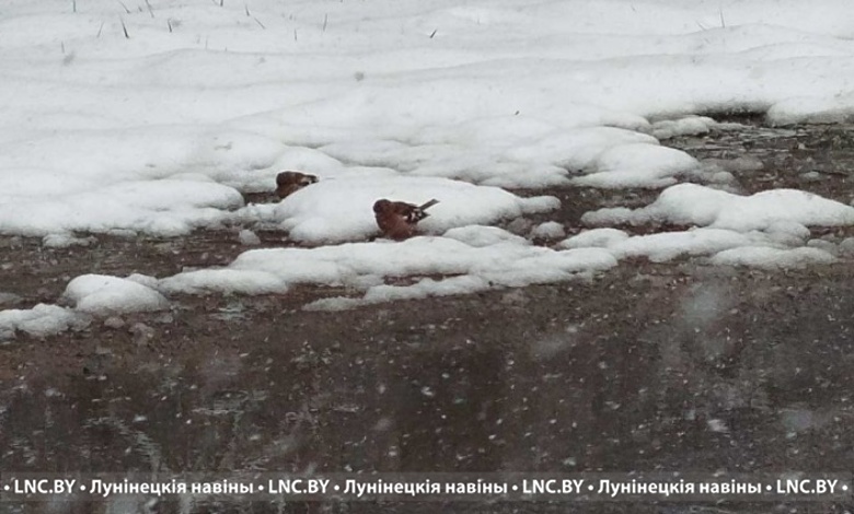 Опять метель? Какая погода ожидается 7 апреля в Беларуси