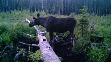 Как дикие животные связаны с экосистемой лесов, рассказали специалисты