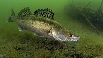 В Беларуси устанавливается запрет на лов судака