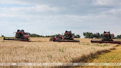 Рекордный урожай зерна получила Брестская область