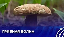 В Беларуси сезон грибов сменил пору года! Лисички, подосиновики и даже боровики