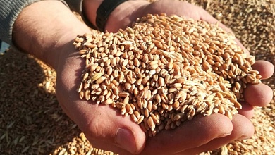 Хлеборобы "Лунинского" показывают лучшие результаты по урожайности