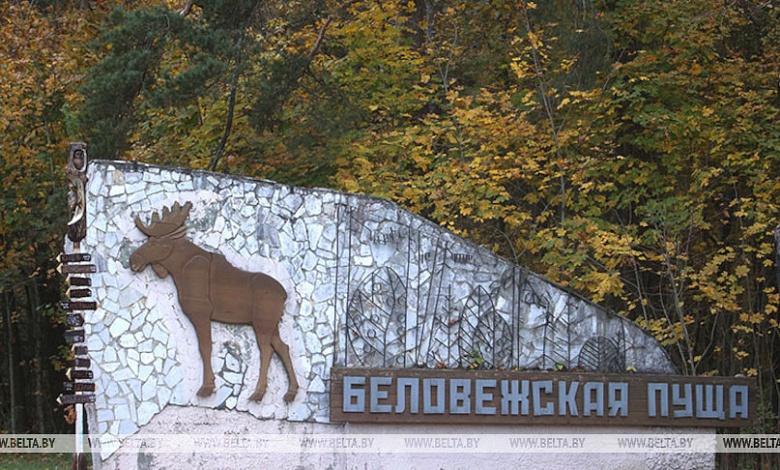 Подготовку к зимнему турсезону начали в Беловежской пуще