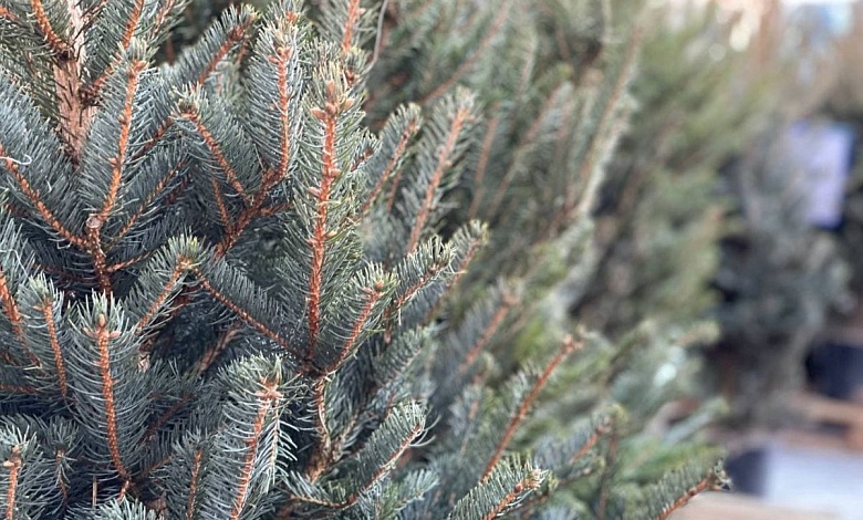 Когда начнут работать елочные базары в Брестской области и Лунинецком районе