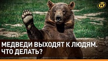МЕДВЕЖИЙ БУМ В БЕЛАРУСИ: участились случаи выхода косолапых к людям!