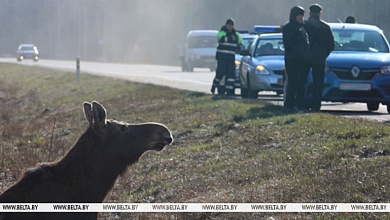 ДТП с животными. В каких случаях полагаются страховые выплаты