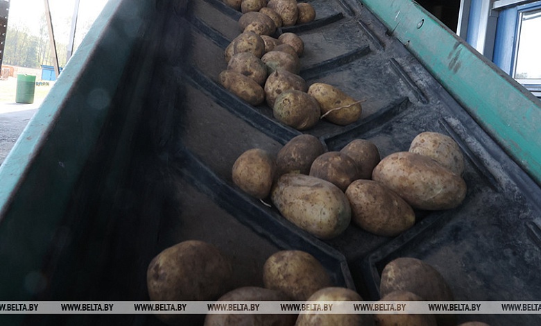 Картофеля с запасом, а урожай яблок не очень! // Брестская област