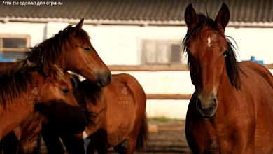 Как спасают исчезающую популяцию лошадей в Лунинецком районе (видео)