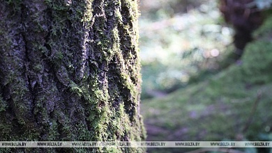 Ограничения на посещение лесов сохраняются в 24 районах Беларуси, в том числе на Лунинетчине
