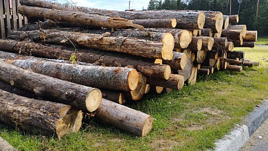 Дело лесхоза: с виновного взыскали 332 тыс. рублей и отправили на 7 лет в колонию