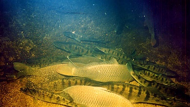 С 1 октября вводится запрет на лов рыбы на зимовальных ямах. Посмотреть где