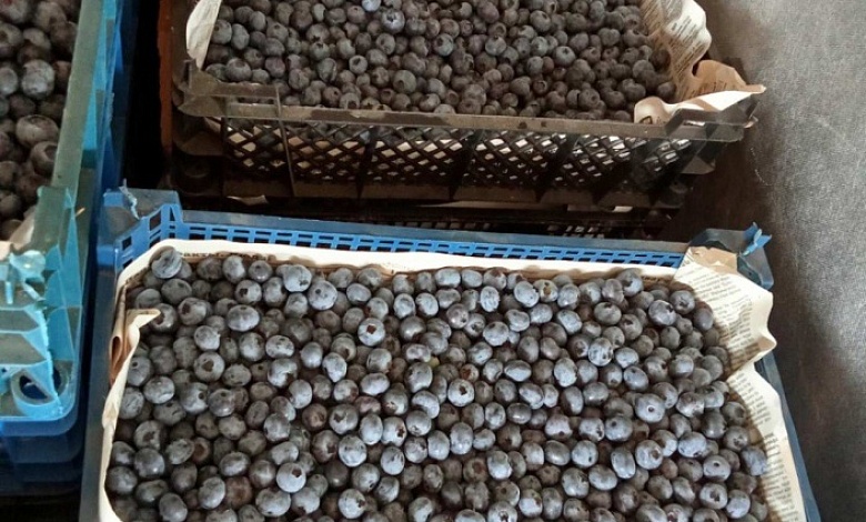 Цены на ягоды в Лунинецком районе: почем голубика, черника, малина?