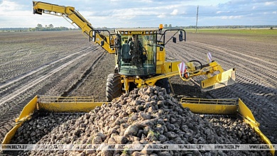 Рекордный урожай сахарной свеклы и зерна без учета рапса собрали в Брестской области