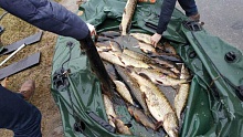 БРАКОНЬЕРСТВО И НЕРЕСТ РЫБЫ: каждая щука обойдётся в 360 рублей!  