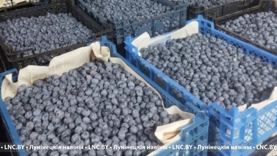 Голубика, черника или клубника: какие цены на ягоды в Лунинецком районе?