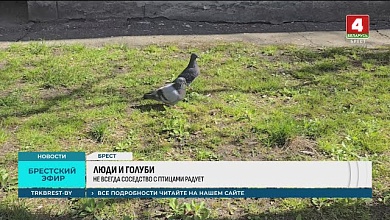 "Мы живем в курятнике!" | Войну голубям объявили жильцы дома в Бресте