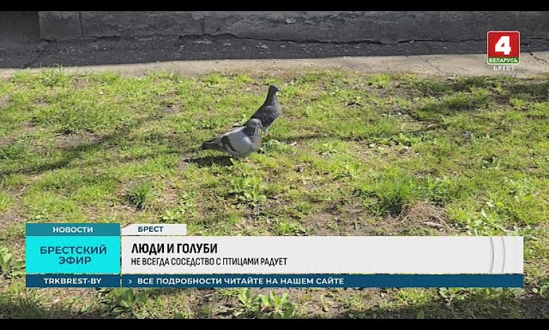 "Мы живем в курятнике!" | Войну голубям объявили жильцы дома в Бресте
