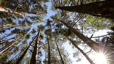 В одном из лесов Брестской области запретили собирать мусор
