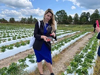 Как выращивают клубнику в Лунинецком районе