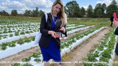 Как выращивают клубнику в Лунинецком районе