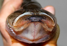 Американский сомик и ротан-головешка: чем опасны чужеродные рыбы в белорусских водоемах и как с ними бороться 